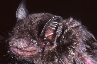 Illustration for article titled This Newly-Discovered Bat Has Fangs That Will Haunt Your Dreams